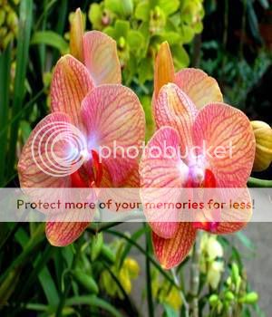 orquideas.jpg ORQUIDEAS BABY image by diablo10458